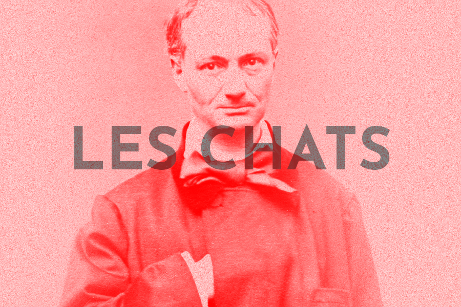Les chats